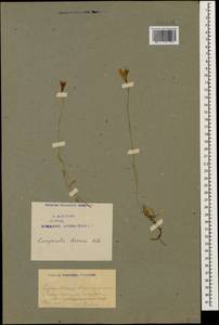 Campanula stevenii M.Bieb., Caucasus, Armenia (K5) (Armenia)