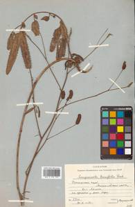 Poterium tenuifolium (Fisch. ex Link) Franch. & Sav., Siberia, Russian Far East (S6) (Russia)