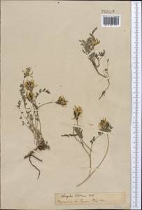 Astragalus tibetanus Benth. ex Bunge, Middle Asia, Pamir & Pamiro-Alai (M2)