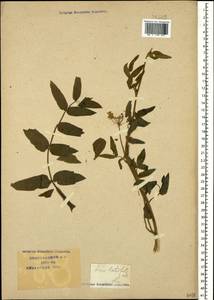 Sium latifolium L., Caucasus, Krasnodar Krai & Adygea (K1a) (Russia)