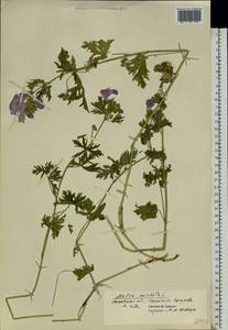 Malva moschata L., Eastern Europe, Moscow region (E4a) (Russia)