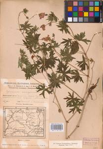 Geranium sanguineum L., Eastern Europe, Eastern region (E10) (Russia)