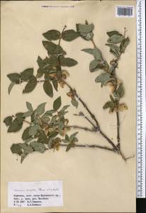 Lonicera hispida Pall. ex Roem. & Schult., Middle Asia, Western Tian Shan & Karatau (M3) (Kyrgyzstan)