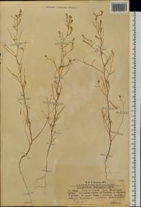 Corispermum declinatum Steph. ex Stev., Siberia, Altai & Sayany Mountains (S2) (Russia)