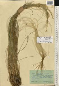 Stipa dasyphylla (Lindem.) Czern. ex Trautv., Eastern Europe, North Ukrainian region (E11) (Ukraine)