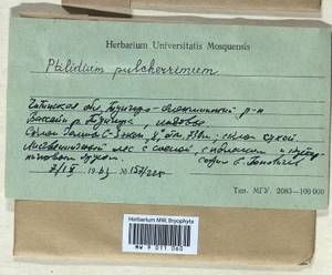 Ptilidium pulcherrimum (Weber) Vain., Bryophytes, Bryophytes - Baikal & Transbaikal regions (B18) (Russia)