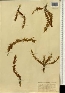 Krascheninnikovia ceratoides (L.) Gueldenst., Mongolia (MONG) (Mongolia)