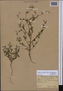 Lappula patula (Lehm.) Menyh., Middle Asia, Karakum (M6) (Turkmenistan)