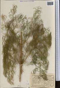 Prangos pabularia Lindl., Middle Asia, Western Tian Shan & Karatau (M3) (Uzbekistan)