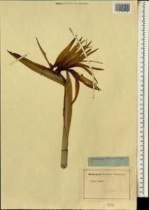 Strelitzia reginae Banks, Africa (AFR) (Not classified)