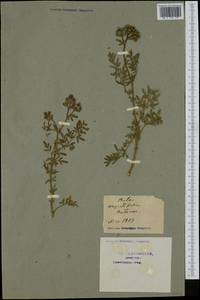 Ruta angustifolia Pers., Western Europe (EUR) (France)