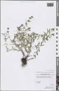 Thymus pannonicus All., Eastern Europe, Eastern region (E10) (Russia)