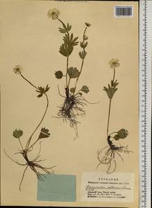 Ranunculus altaicus Laxm., Siberia, Altai & Sayany Mountains (S2) (Russia)