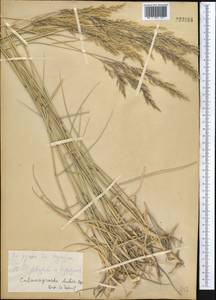 Calamagrostis pseudophragmites (Haller f.) Koeler, Middle Asia, Kopet Dag, Badkhyz, Small & Great Balkhan (M1) (Turkmenistan)
