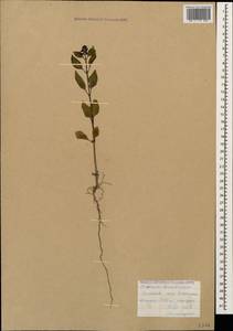 Ocimum basilicum L., Caucasus, Armenia (K5) (Armenia)