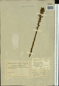 Orobanche cumana Wallr., Eastern Europe, Lower Volga region (E9) (Russia)