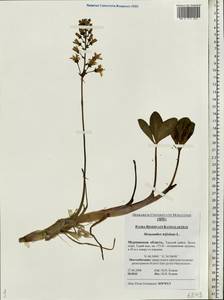 Menyanthes trifoliata L., Eastern Europe, Northern region (E1) (Russia)