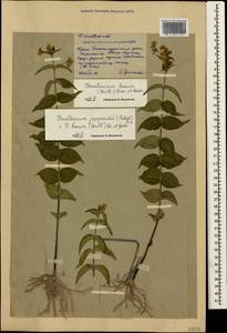 Vincetoxicum juzepczukii × hirundinaria, Crimea (KRYM) (Russia)