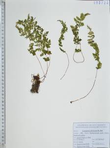 Cystopteris dickieana R.Sim, Siberia, Russian Far East (S6) (Russia)