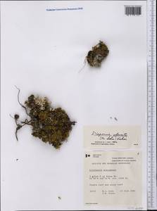 Diapensia obovata (F. Schmidt) Nakai, America (AMER) (Canada)