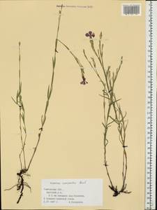Dianthus campestris M. Bieb., Eastern Europe, Central forest-and-steppe region (E6) (Russia)