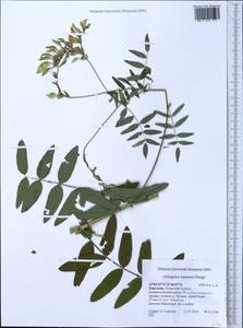 Astragalus lepsensis Bunge, Middle Asia, Western Tian Shan & Karatau (M3) (Kyrgyzstan)