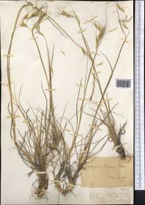 Pseudoroegneria strigosa (Schult.) Á.Löve, Middle Asia, Dzungarian Alatau & Tarbagatai (M5) (Kazakhstan)