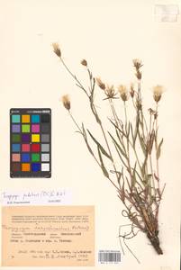 Tragopogon podolicus Besser ex DC., Eastern Europe, Lower Volga region (E9) (Russia)