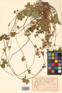 Potentilla stolonifera Lehm. ex Ledeb., Siberia, Russian Far East (S6) (Russia)