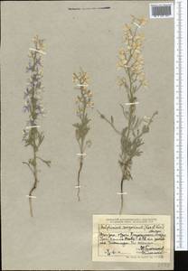 Delphinium camptocarpum Fisch. & C. A. Mey., Middle Asia, Dzungarian Alatau & Tarbagatai (M5) (Kazakhstan)