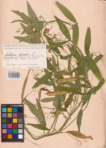 Lathyrus sylvestris L., Eastern Europe, Western region (E3) (Russia)