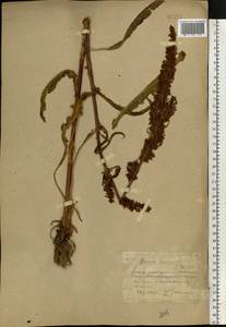 Rumex crispus L., Eastern Europe, South Ukrainian region (E12) (Ukraine)