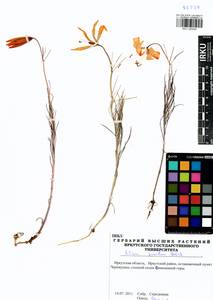 Lilium pumilum Redouté, Siberia, Baikal & Transbaikal region (S4) (Russia)