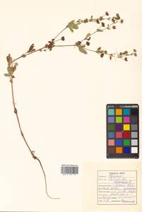 Potentilla norvegica L., Siberia, Russian Far East (S6) (Russia)