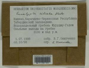 Encalypta microstoma Bals.-Criv. & De Not., Bryophytes, Bryophytes - North Caucasus & Ciscaucasia (B12) (Russia)