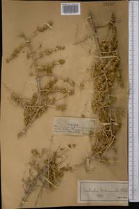 Xylosalsola arbuscula (Pall.) Tzvelev, Middle Asia, Muyunkumy, Balkhash & Betpak-Dala (M9) (Kazakhstan)