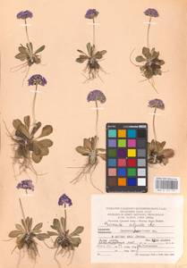 Primula algida Adams, Middle Asia, Middle Asia (no precise locality) (M0)