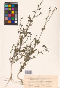 Atriplex oblongifolia Waldst. & Kit., Eastern Europe, South Ukrainian region (E12) (Ukraine)