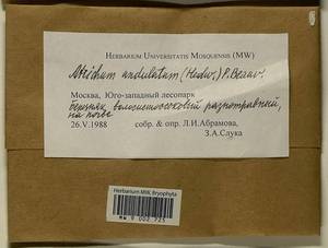 Atrichum undulatum (Hedw.) P. Beauv., Bryophytes, Bryophytes - Moscow City & Moscow Oblast (B6a) (Russia)