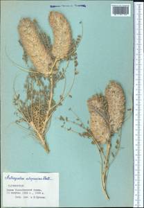 Astragalus alopecias Pall., Middle Asia, Pamir & Pamiro-Alai (M2) (Tajikistan)
