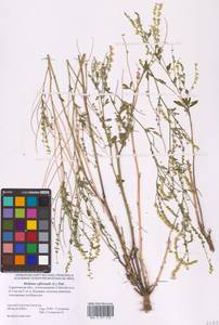 Melilotus officinalis (L.) Lam., Eastern Europe, Lower Volga region (E9) (Russia)