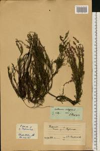 Calluna vulgaris (L.) Hull, Eastern Europe, West Ukrainian region (E13) (Ukraine)