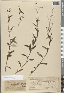 Myosotis nemorosa Besser, Eastern Europe, Northern region (E1) (Russia)