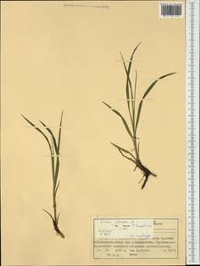 Carex atrata L., Western Europe (EUR) (Norway)