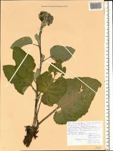 Arctium tomentosum Mill., Eastern Europe, Belarus (E3a) (Belarus)