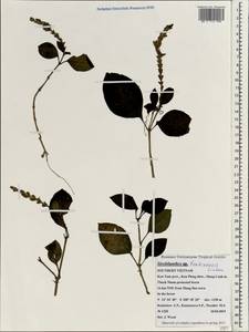 Strobilanthes tonkinensis Lindau, South Asia, South Asia (Asia outside ex-Soviet states and Mongolia) (ASIA) (Vietnam)