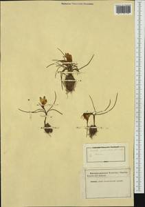 Romulea bulbocodium (L.) Sebast. & Mauri, Western Europe (EUR) (Not classified)