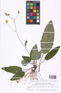 Hieracium murorum subsp. sylvularum (Jord. ex Boreau) Zahn, Eastern Europe, Moscow region (E4a) (Russia)