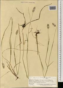 Alopecurus brachystachyus M.Bieb., Mongolia (MONG) (Mongolia)