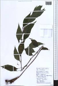 Parietaria officinalis L., Caucasus, Black Sea Shore (from Novorossiysk to Adler) (K3) (Russia)